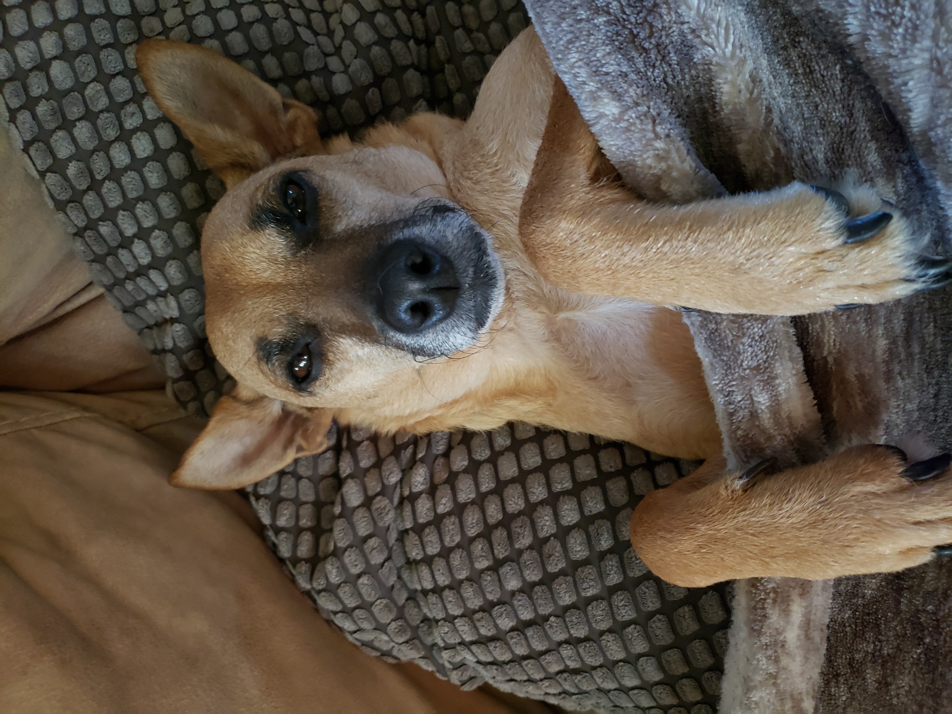 dog covered in blanket looking at camera