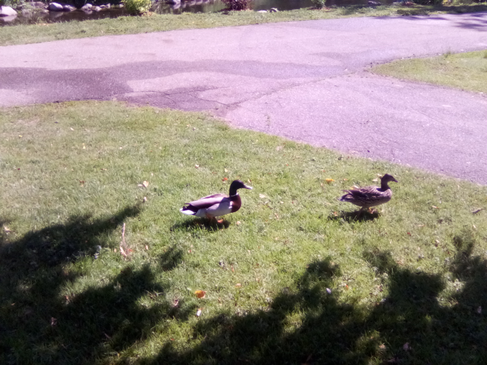 two mallard ducks