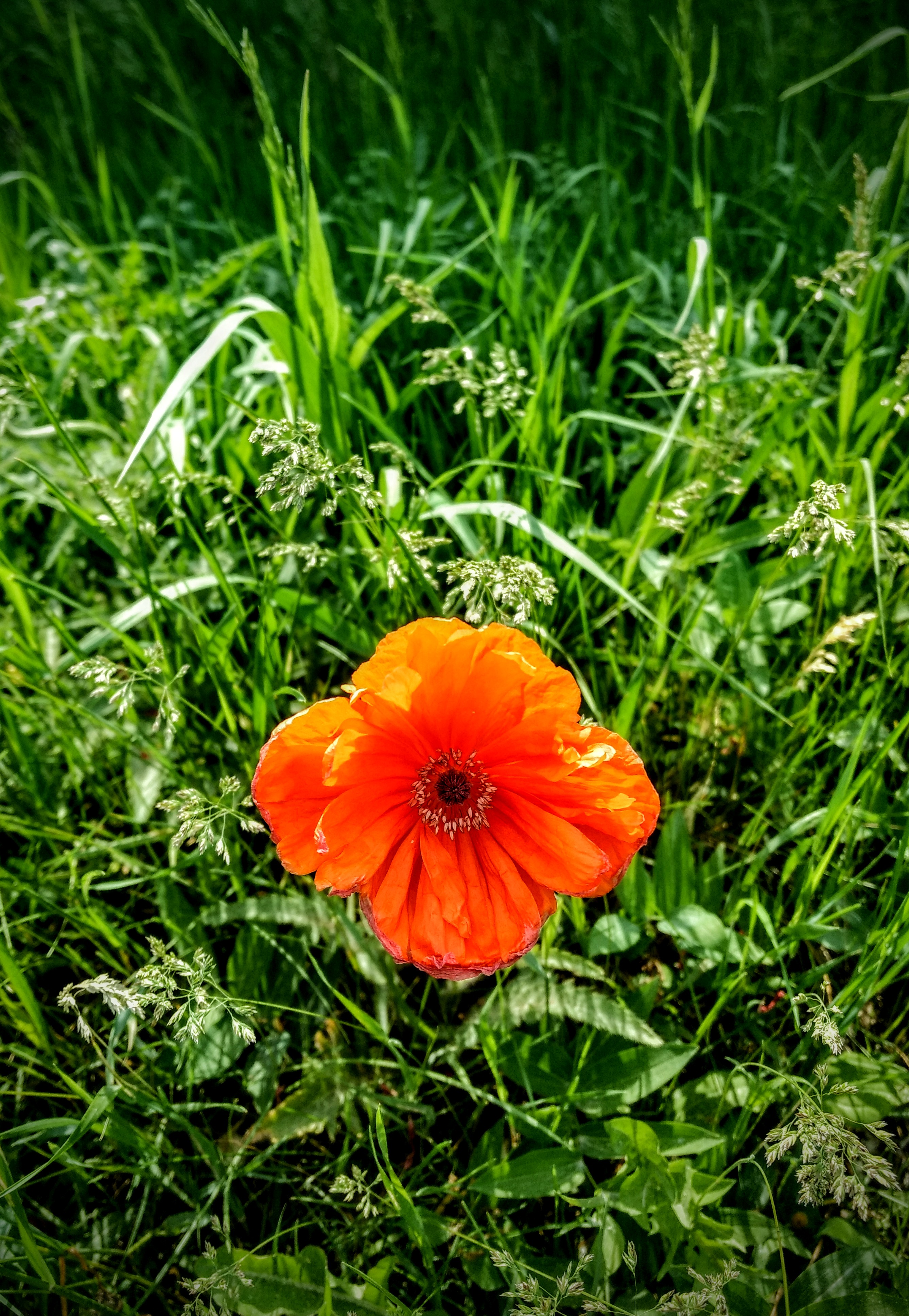 oranges flower