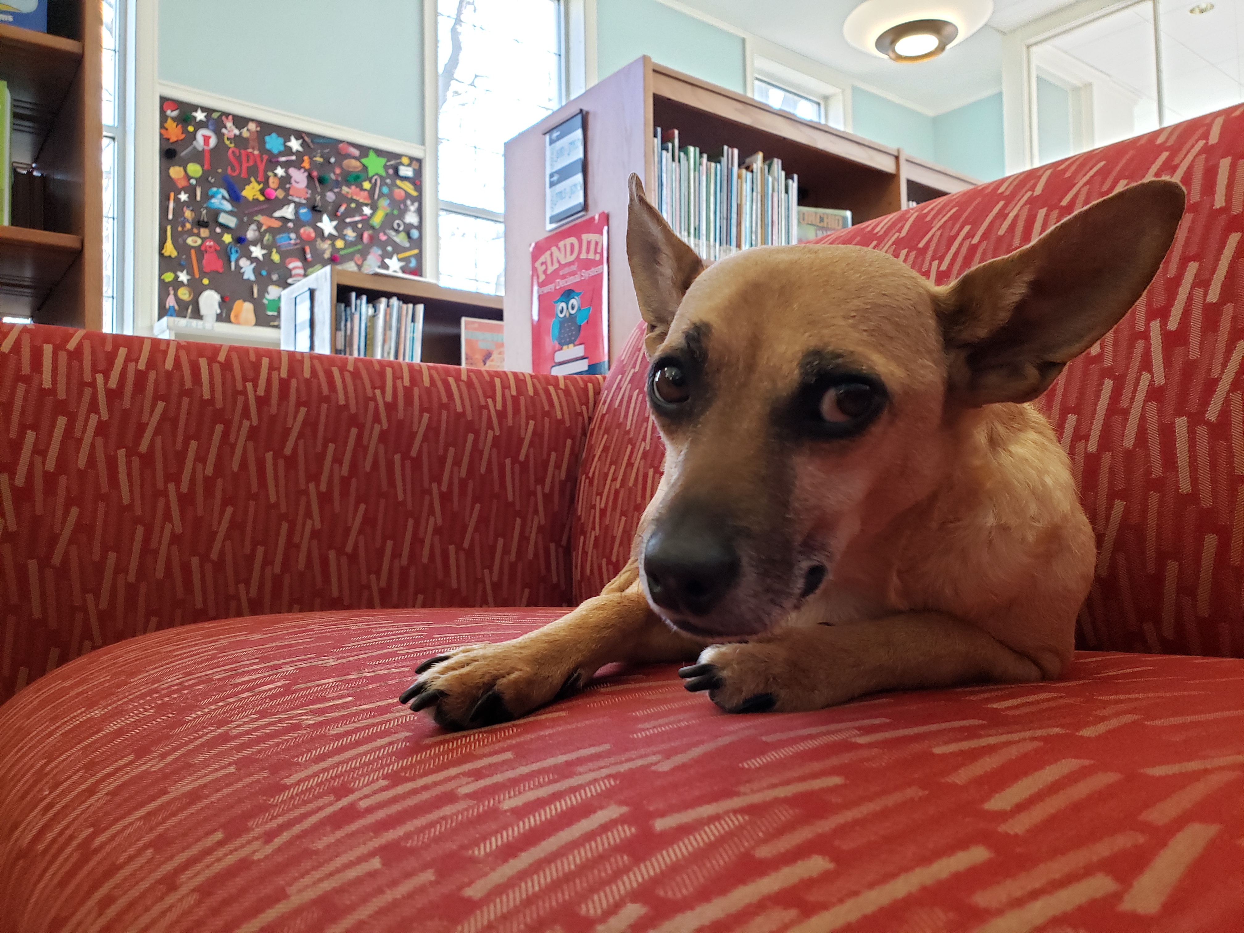 dog sitting on chair