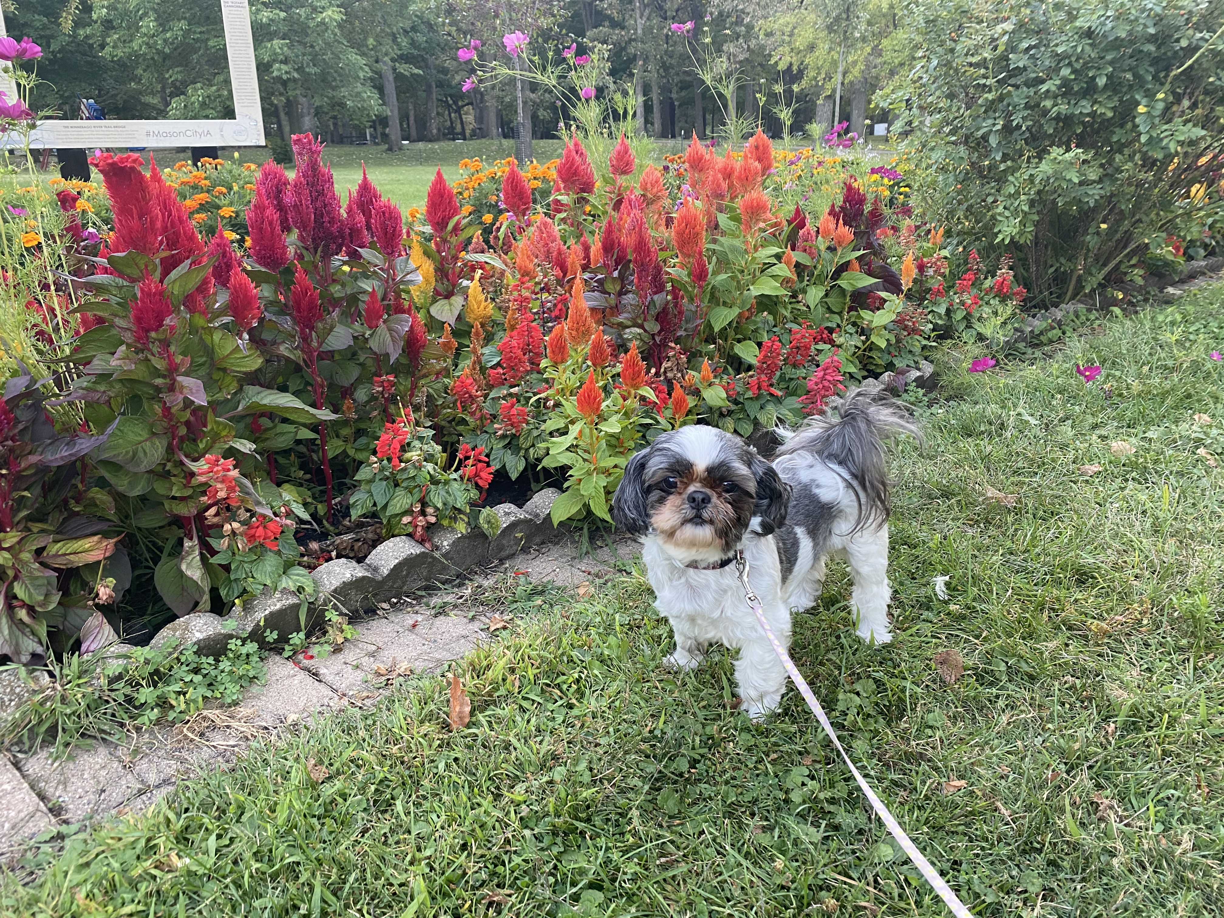 small dog standing in front of flowers